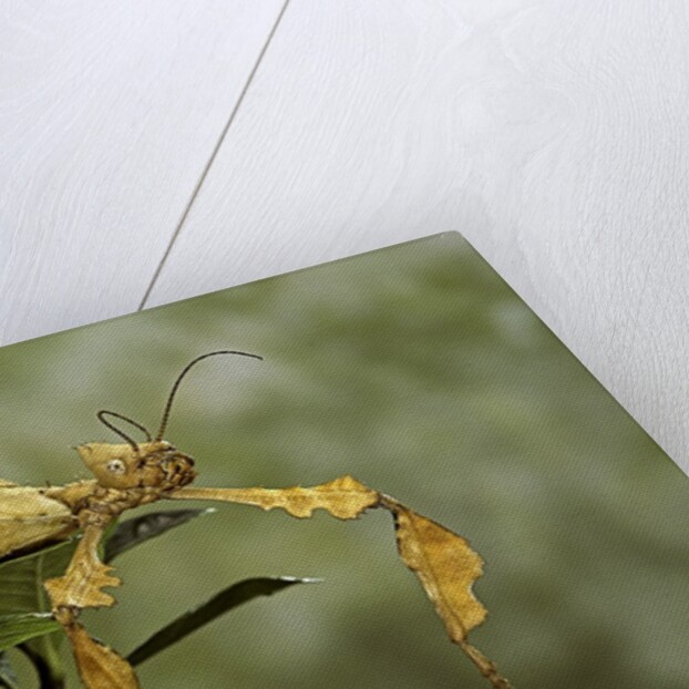 Extatosoma tiaratum (giant prickly stick insect) by Anonymous