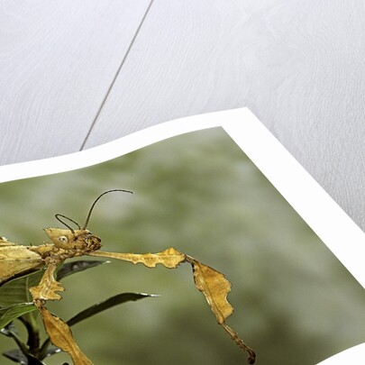 Extatosoma tiaratum (giant prickly stick insect) by Anonymous