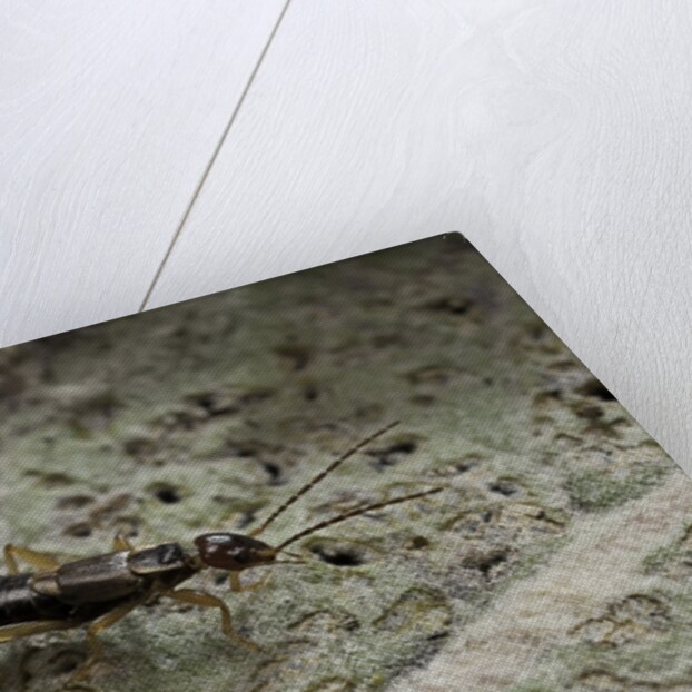 Forficula auricularia (european earwig) by Anonymous