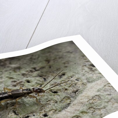 Forficula auricularia (european earwig) by Anonymous