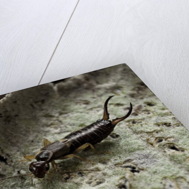 Forficula auricularia (european earwig) by Anonymous