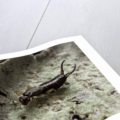 Forficula auricularia (european earwig) by Anonymous