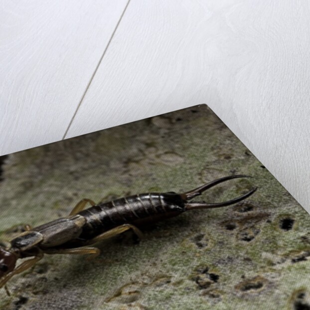 Forficula auricularia (european earwig) by Anonymous