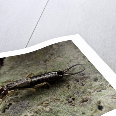 Forficula auricularia (european earwig) by Anonymous