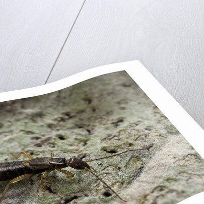 Forficula auricularia (european earwig) by Anonymous