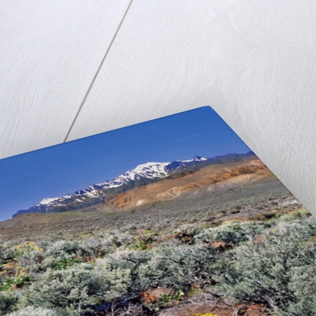 Alvord Desert by Anonymous