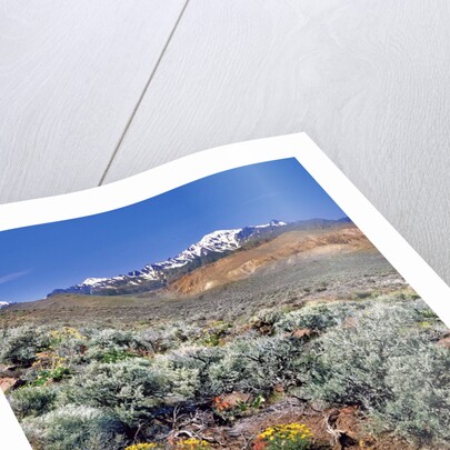 Alvord Desert by Anonymous