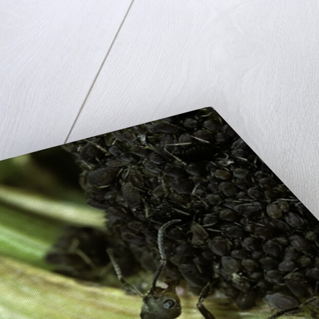 Formica rufa (red wood ant) - with aphids by Anonymous