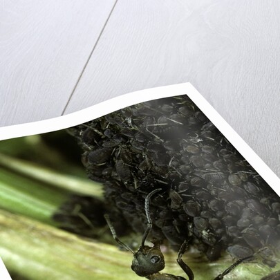 Formica rufa (red wood ant) - with aphids by Anonymous