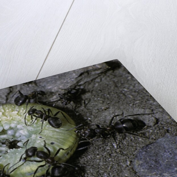 Formica rufa (red wood ant) - attacking a larva by Anonymous