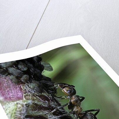 Formica rufa (red wood ant) - with aphids by Anonymous