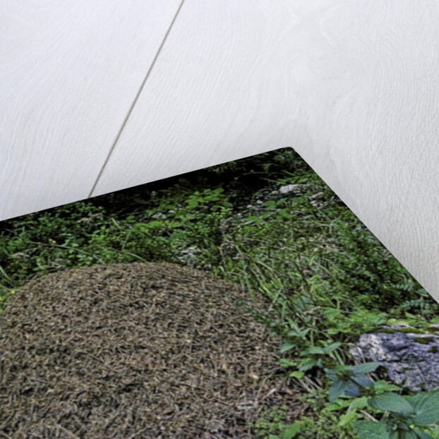 Formica rufa (red wood ant) - dome-shaped nest by Anonymous