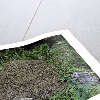 Formica rufa (red wood ant) - dome-shaped nest by Anonymous