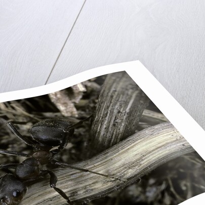 Formica rufa (red wood ant) by Anonymous