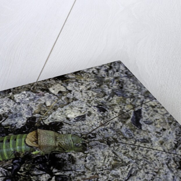 Ants attacking a bushcricket by Anonymous