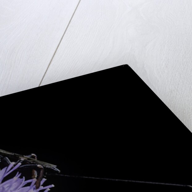 Gasteruption jaculator (parasitic wasp) by Anonymous