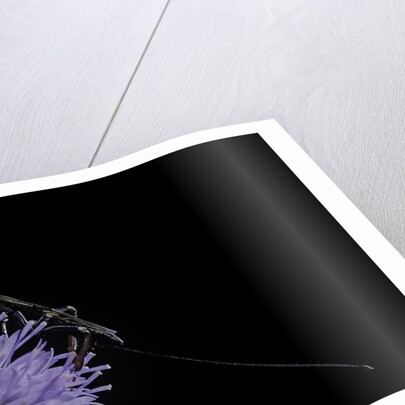 Gasteruption jaculator (parasitic wasp) by Anonymous