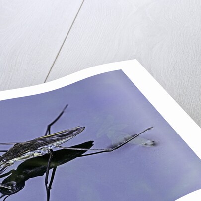 Gerris lacustris (common pond skater) by Anonymous