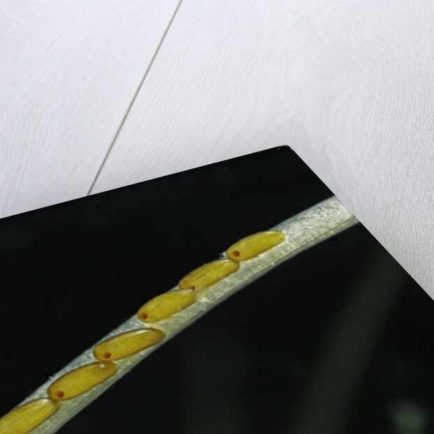 Gerris lacustris (common pond strider) - eggs on an aquatic plant by Anonymous