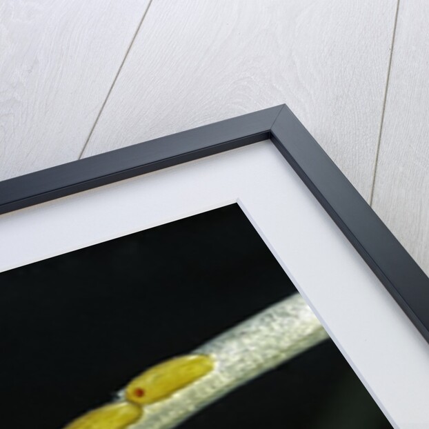 Gerris lacustris (common pond strider) - eggs on an aquatic plant by Anonymous