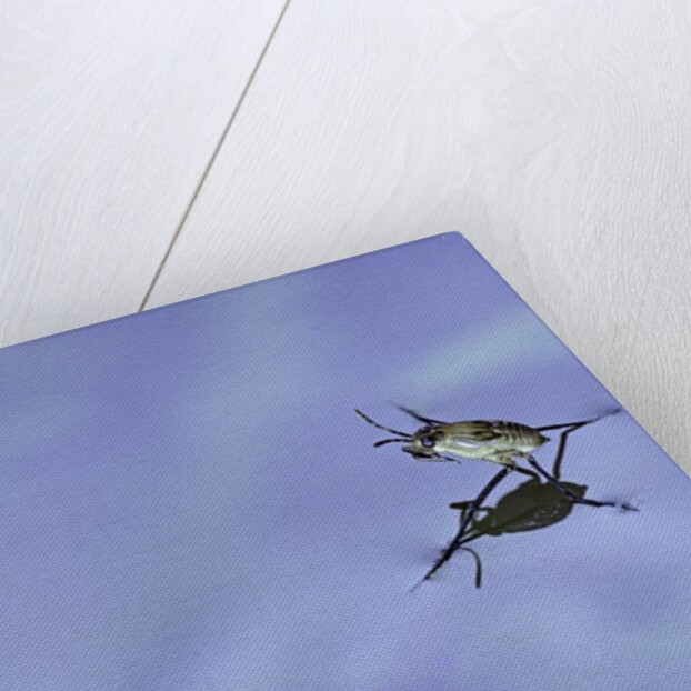 Gerris lacustris (common pond skater) - young larvae by Anonymous