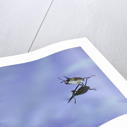 Gerris lacustris (common pond skater) - young larvae by Anonymous