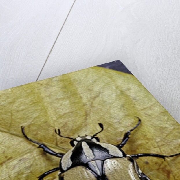 Gnathocera bilineata (flower beetle) by Anonymous