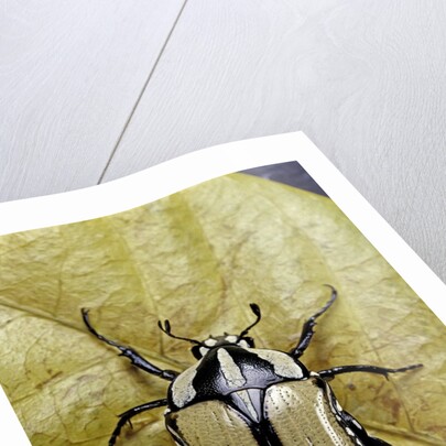 Gnathocera bilineata (flower beetle) by Anonymous