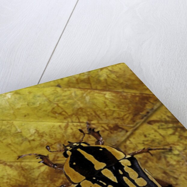 Gnathocera impressa (flower beetle) by Anonymous