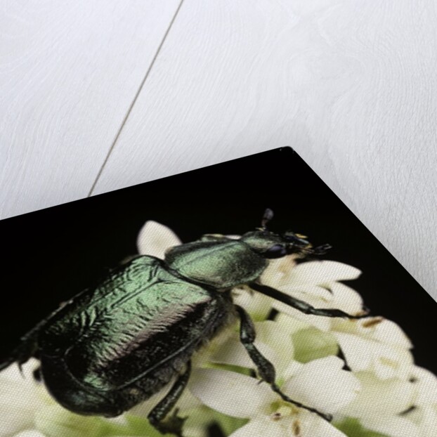 Gnorimus nobilis (noble chafer) by Anonymous