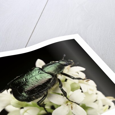 Gnorimus nobilis (noble chafer) by Anonymous