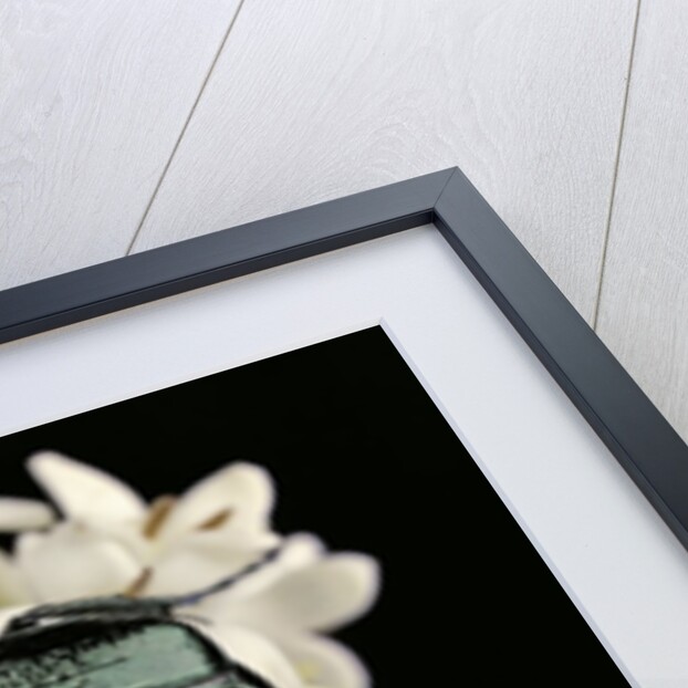 Gnorimus nobilis (noble chafer) by Anonymous