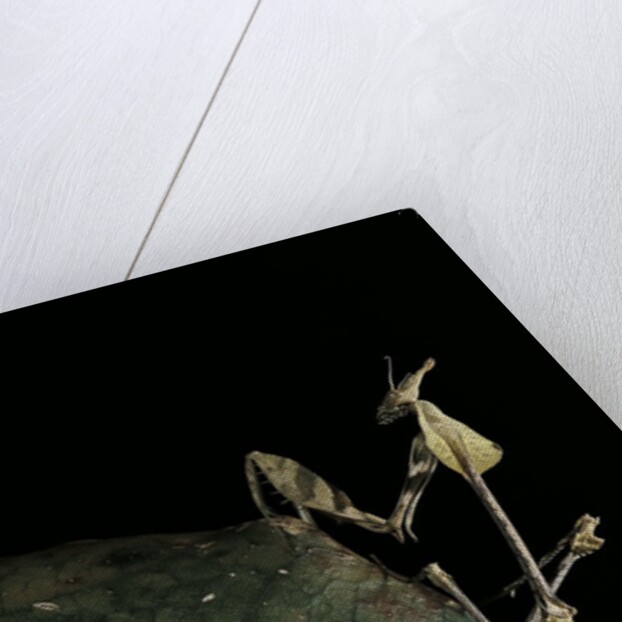 Gongylus gongylodes (wandering violin mantis) by Anonymous