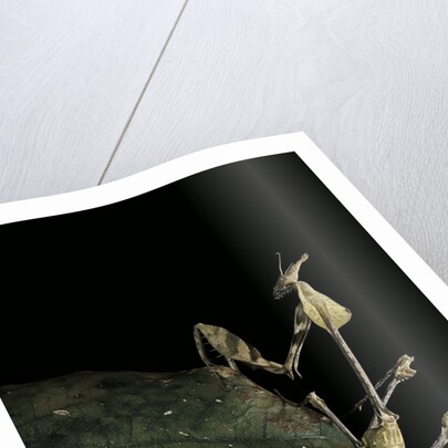 Gongylus gongylodes (wandering violin mantis) by Anonymous