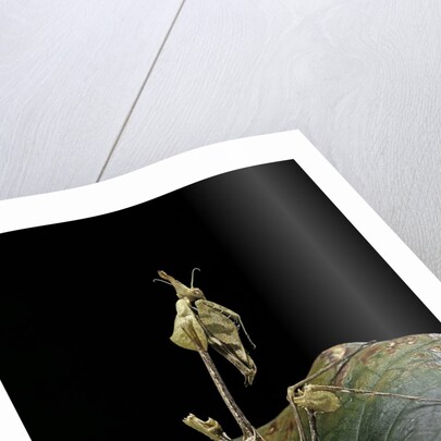 Gongylus gongylodes (wandering violin mantis) by Anonymous