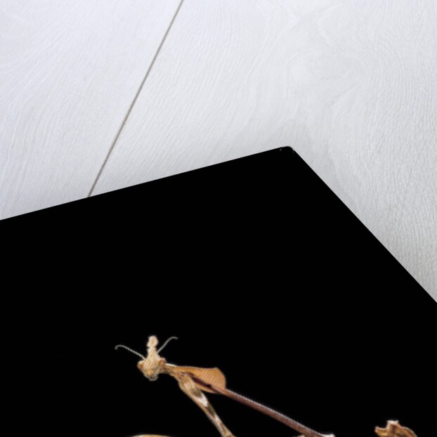 Gongylus gongylodes (wandering violin mantis) by Anonymous