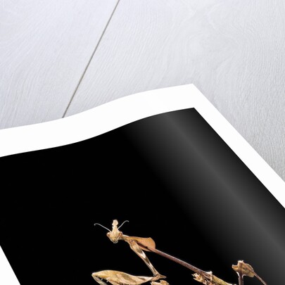 Gongylus gongylodes (wandering violin mantis) by Anonymous