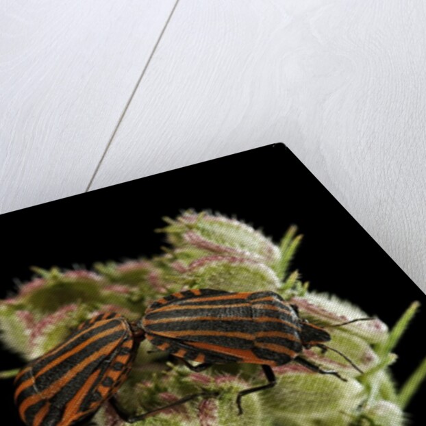 Graphosoma lineatum (striped shield bug ) - mating by Anonymous