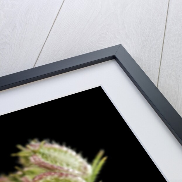 Graphosoma lineatum (striped shield bug ) - mating by Anonymous