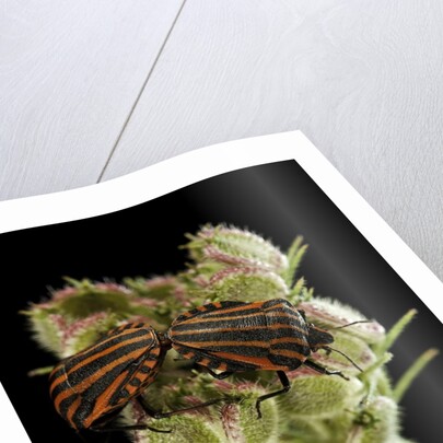 Graphosoma lineatum (striped shield bug ) - mating by Anonymous