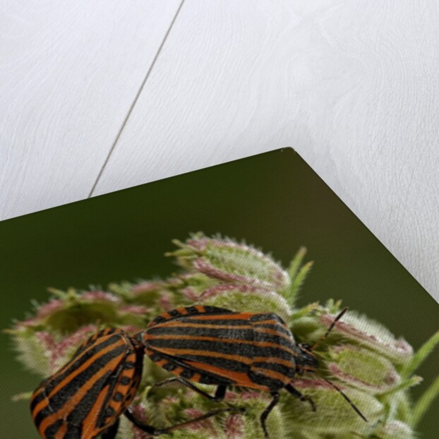 Graphosoma lineatum (striped shield bug ) - mating by Anonymous