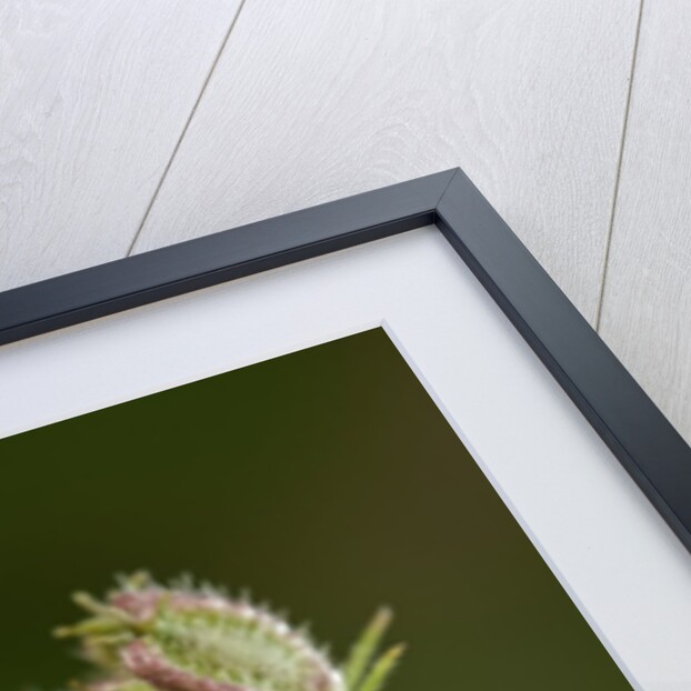 Graphosoma lineatum (striped shield bug ) - mating by Anonymous