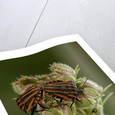 Graphosoma lineatum (striped shield bug ) - mating by Anonymous