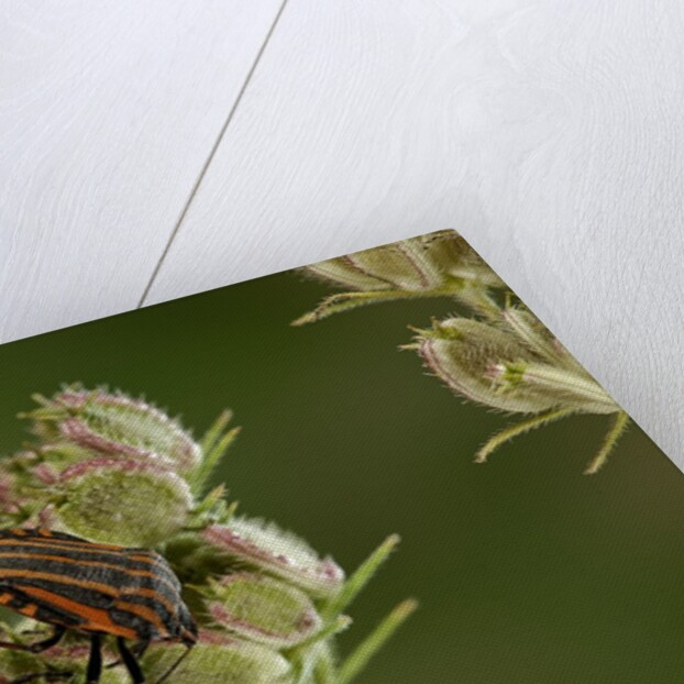 Graphosoma lineatum (striped shield bug ) - mating by Anonymous