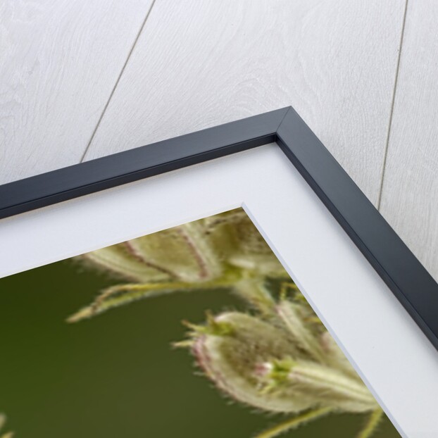 Graphosoma lineatum (striped shield bug ) - mating by Anonymous