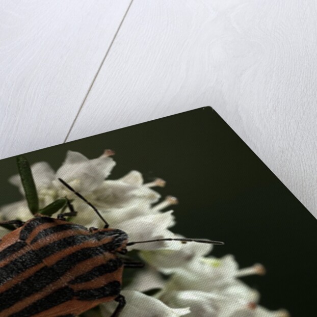 Graphosoma lineatum (striped shield bug ) by Anonymous