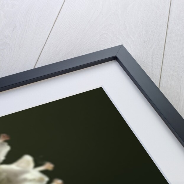 Graphosoma lineatum (striped shield bug ) by Anonymous