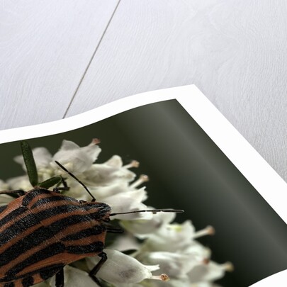 Graphosoma lineatum (striped shield bug ) by Anonymous