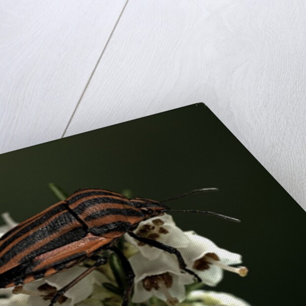 Graphosoma lineatum (striped shield bug ) by Anonymous