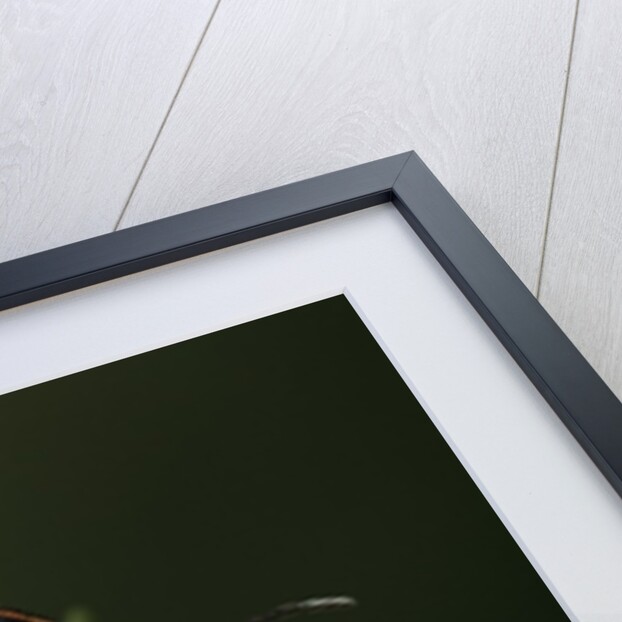 Graphosoma lineatum (striped shield bug ) by Anonymous